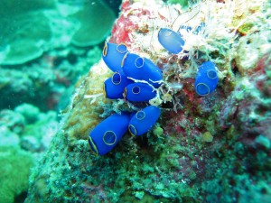 Ascidia "Clavelina Fusca" - Foto di Simona Forti
