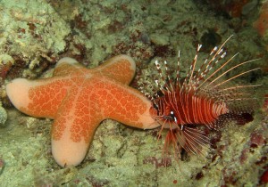 "Choriaster granulatus" comunemente detta "Stella Biscotto" insieme ad un "Lionfish" - Foto di Mauro Piceno